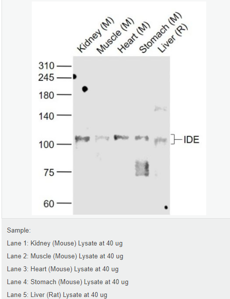 60779432a7542.png image.png