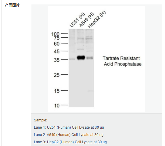 607d1833156c8.png image.png